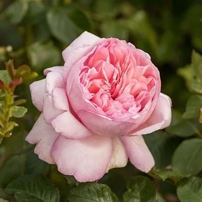 Саженцы роз МАУРИЦИЯ чайно-гибридная  Саженцы роз МАУРИЦИЯ чайно-гибридная в Туле