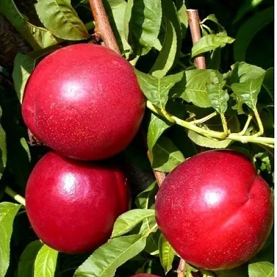 Нектарин ХАРКО  Нектарин ХАРКО в Туле