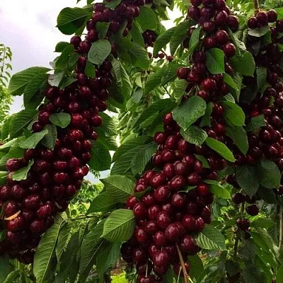 Хелена колонновидная Хелена колонновидная