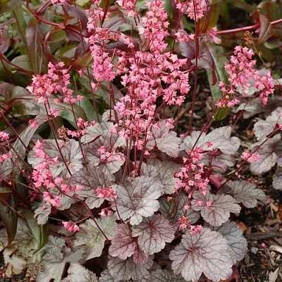 Гейхера МИЛАН  Гейхера МИЛАН в Туле