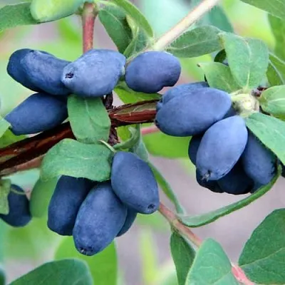 Жимолость съедобная ХОНЕЙ БИ  Жимолость съедобная ХОНЕЙ БИ в Туле