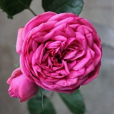 Саженцы роз ПИНК ПИАНО чайно-гибридная  Саженцы роз ПИНК ПИАНО чайно-гибридная в Туле