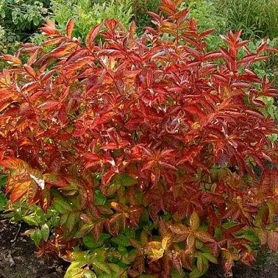 Вейгела ОГНЕННЫЕ КРЫЛЬЯ  Вейгела ОГНЕННЫЕ КРЫЛЬЯ в Туле