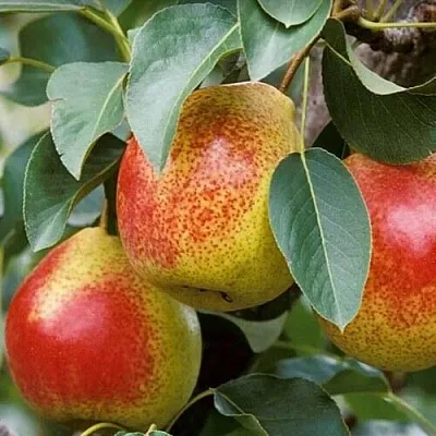 Груша ГОРНАЯ КРАСАВИЦА в Туле