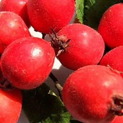 Боярышник КРУПНОПЛОДНЫЙ в Туле