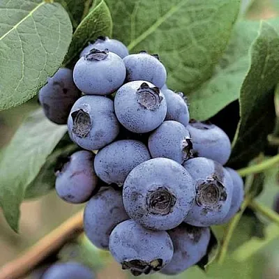 Голубика ПАТРИОТ в Туле