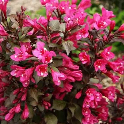 Вейгела БЛЭК РУБИ  Вейгела БЛЭК РУБИ в Туле