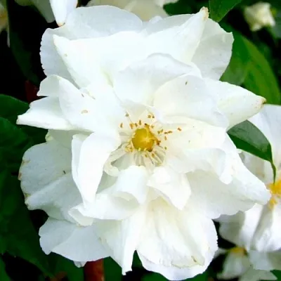 Жасмин РОЗАЦЕ  Жасмин РОЗАЦЕ в Туле