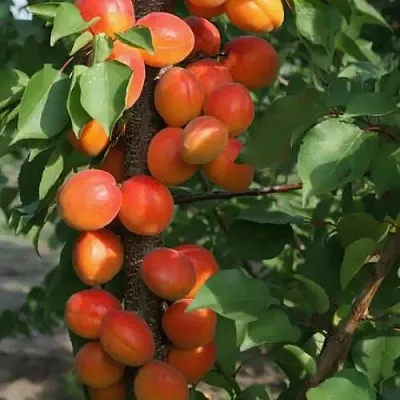 Абрикос ЗВЕЗДНЫЙ колонновидный  Абрикос ЗВЕЗДНЫЙ колонновидный в Туле