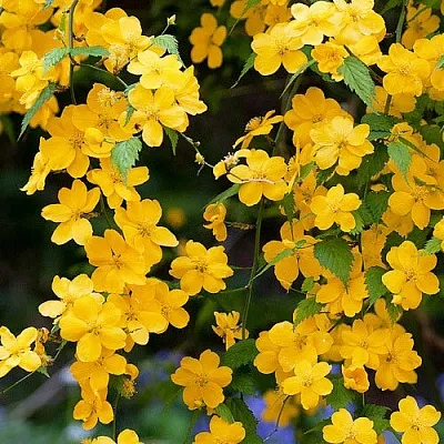 Керрия в Туле