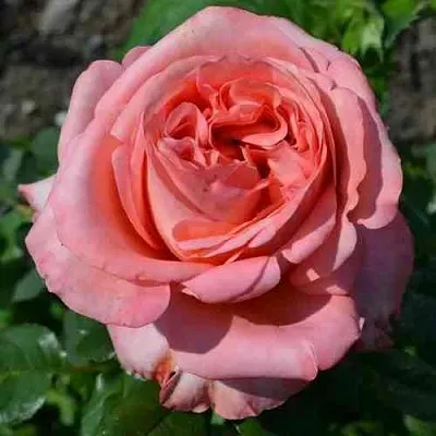 Саженцы роз ЛОНДОН АЙ чайно-гибридная  Саженцы роз ЛОНДОН АЙ чайно-гибридная в Туле