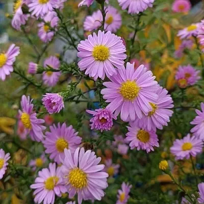 Астра СТРОУБЕРРИ ЭНД КРИМ новобельгийская  Астра СТРОУБЕРРИ ЭНД КРИМ новобельгийская в Туле