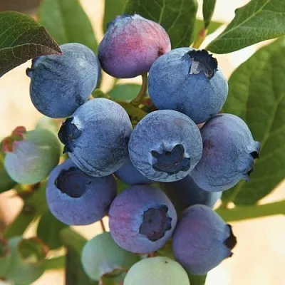 Голубика ОСОРНО  Голубика ОСОРНО в Туле