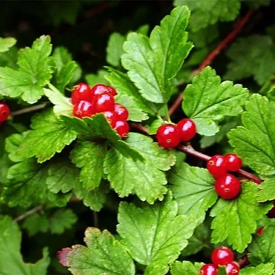 Смородина альпийская  Смородина альпийская в Туле