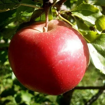 Яблоня НАСТЕНЬКА  Яблоня НАСТЕНЬКА в Туле