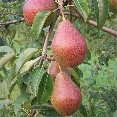 Груша РУМЯНАЯ КЕДРИНА в Туле