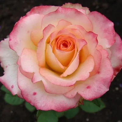 Саженцы роз ДУЭТ чайно-гибридная  Саженцы роз ДУЭТ чайно-гибридная в Туле