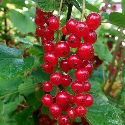 Смородина красная КОНСТАНТИНОВСКАЯ в Туле