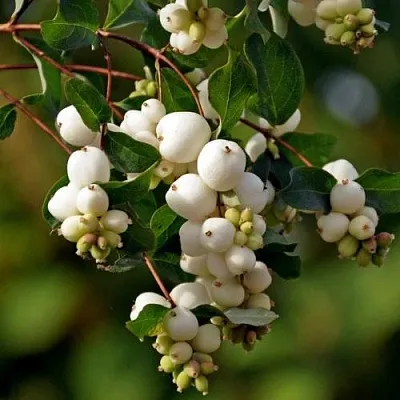 Снежноягодник в Туле