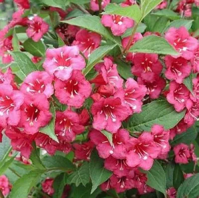 Вейгела БРИСТОЛЬ РУБИ  Вейгела БРИСТОЛЬ РУБИ в Туле