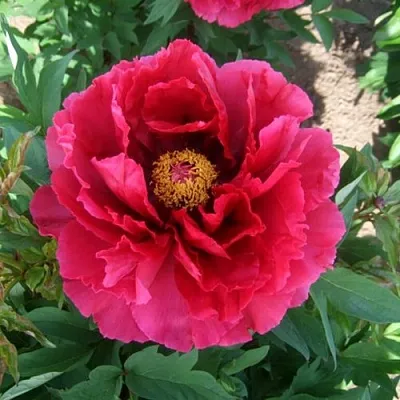 Пион КРАСНЫЙ ГИГАНТ древовидный в Туле