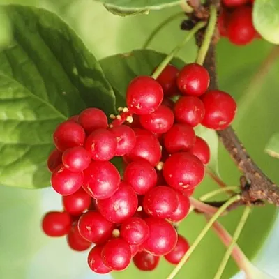 Лимонник ДЕДОВСКИЙ  Лимонник ДЕДОВСКИЙ в Туле