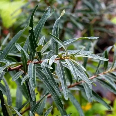 Облепиха АДАМ (МУЖСКАЯ) в Туле