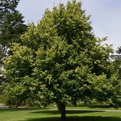 Липа сердцевидная в Туле