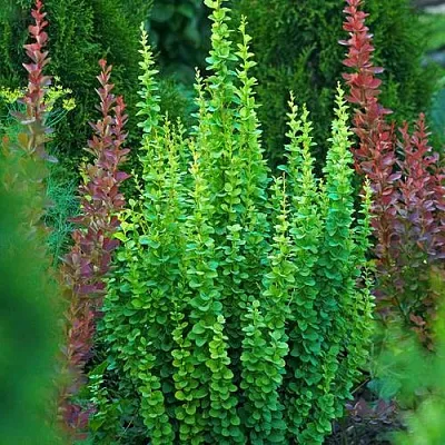 Барбарис ЭРЕКТА тунберга в Туле