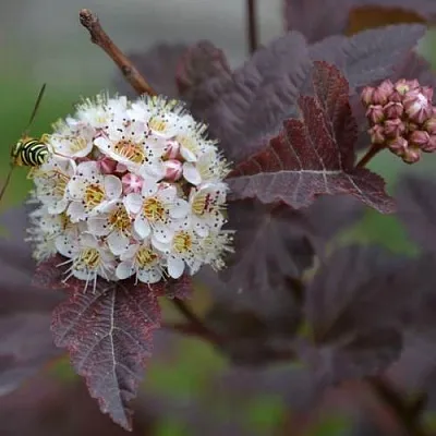 Пузыреплодник в Туле