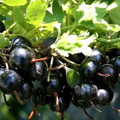 Золотистая  Золотистая в Туле