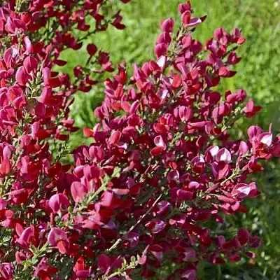 Ракитник БОСКОП РУБИ  в Туле