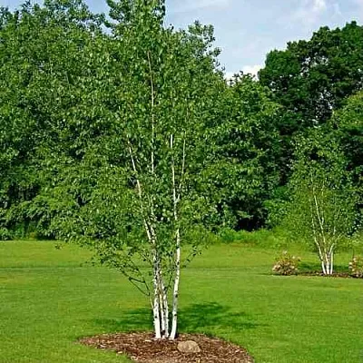 Береза бумажная в Туле