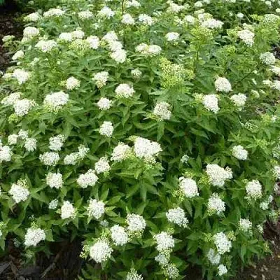 Спирея АЛЬБИФЛОРА японская  Спирея АЛЬБИФЛОРА японская в Туле