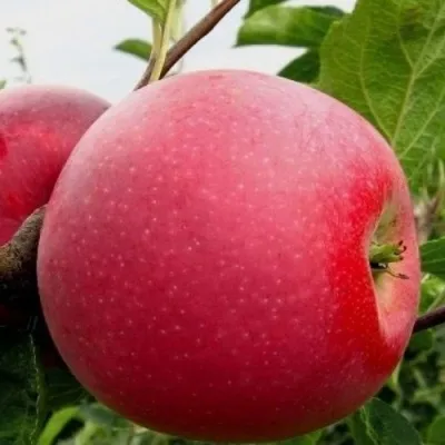 Яблоня АЙДАРЕД — описание сорта Яблоня АЙДАРЕД в Туле