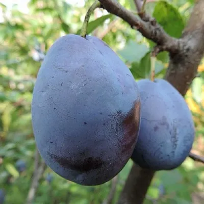 Слива АМЕРС  Слива АМЕРС в Туле