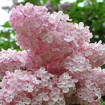 Сирень ВЕЧЕРНИЙ ЗВОН в Туле