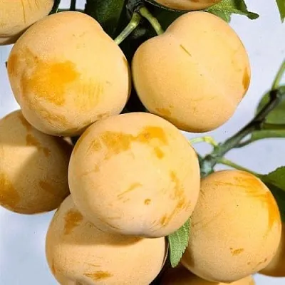 Слива РЕНКЛОД ранний в Туле