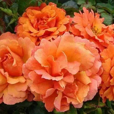 Саженцы роз БРИДЖ ОФ САЙЗ плетистая  Саженцы роз БРИДЖ ОФ САЙЗ плетистая в Туле