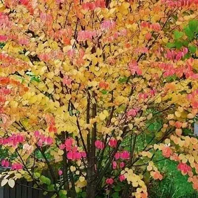 БАГРЯННИК японский в Туле