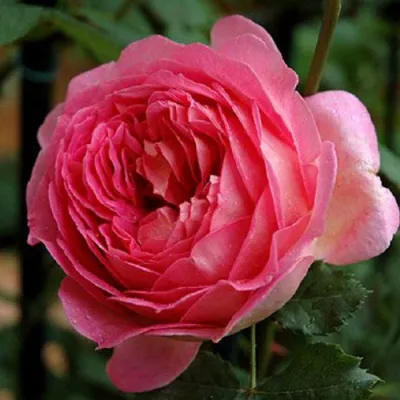 Саженцы роз ДЖУБИЛИ СЕЛЕБРЕЙШН английская в Туле