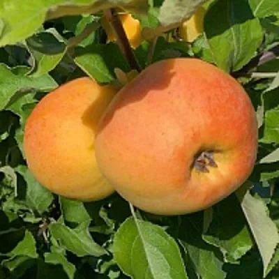 Яблоня АНТОНОВКА ЗОЛОТАЯ  Яблоня АНТОНОВКА ЗОЛОТАЯ в Туле