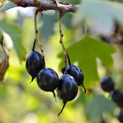 Смородина золотистая ДУСТЛИК  Смородина золотистая ДУСТЛИК в Туле