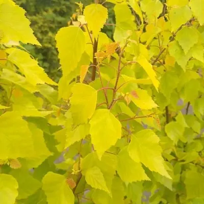 Берёза ГОЛДЕН ОБЕЛИСК повислая   Берёза ГОЛДЕН ОБЕЛИСК повислая  в Туле