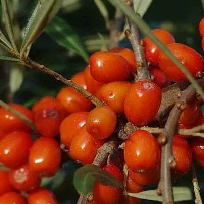 Облепиха ВОРОБЬЕВСКАЯ в Туле