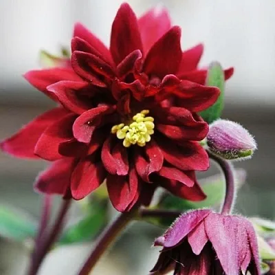 Аквилегия РУБИ ПОРТ обыкновенная  Аквилегия РУБИ ПОРТ обыкновенная в Туле