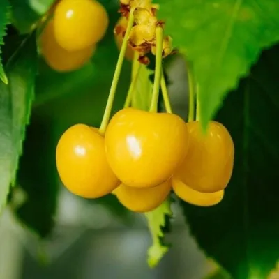 Черешня ПОДСНЕЖНИК в Туле