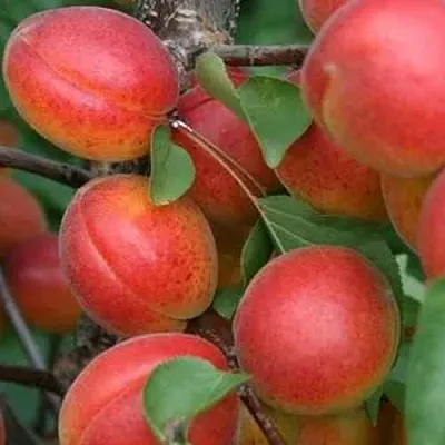 Абрикос НЬЮ-ДЖЕРСИ  Абрикос НЬЮ-ДЖЕРСИ в Туле