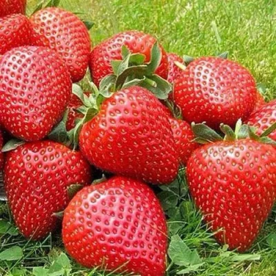 Клубника ЭЛИАНЕ в Туле