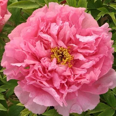 Пион СЕРЕБРИСТЫЙ РУЧЕЙ древовидный в Туле